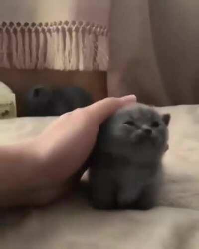 smol cat approaches for some luv