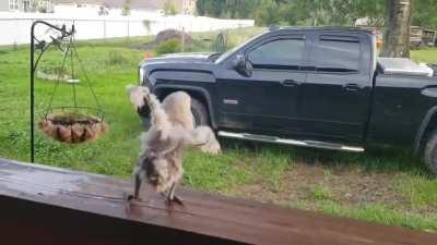 Baby Bird Rockin’ Out