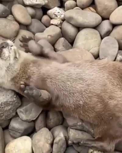 🔥 Otter playing with rocks