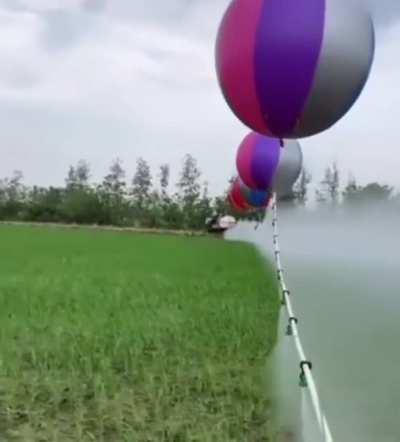 Farmers use giant hydrogen balloons to lift spray pipes to avoid damaging rice seedlings and save on labor time