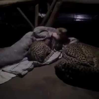 An experiment at a wildlife sanctuary in South Africa, volunteer Dolph Volker with 3 female cheetahs