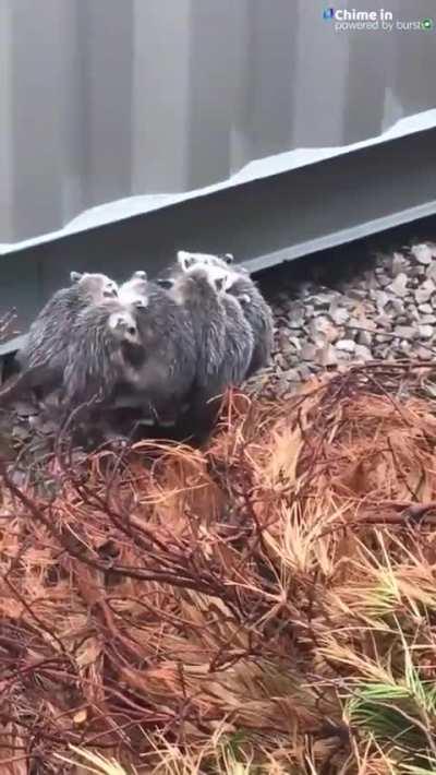 Mother opossum with her babies