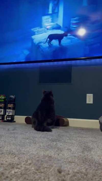 So the game Stray came out today. My cat who always ignores the tv is super into it.