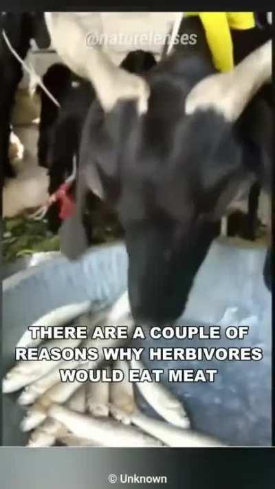 Herbivores eat meat once in a while