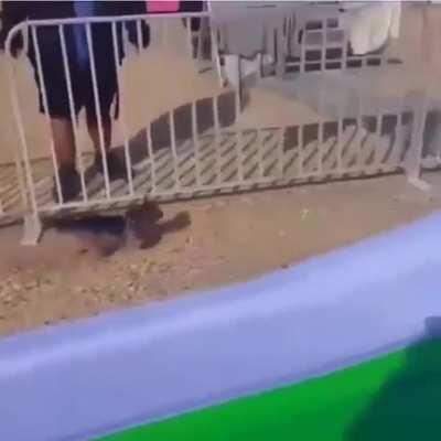 Puppy enjoys the slide ride and reminding us to enjoy the simple things in life.