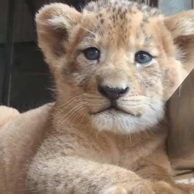 Beautiful Baby Big Cat