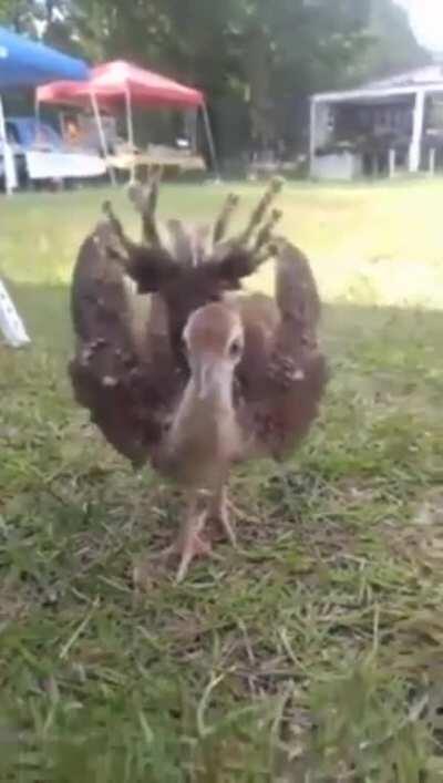 Baby peacock showing off tail feathers