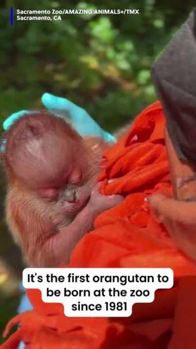 Critically endangered Sumatran orangutan baby