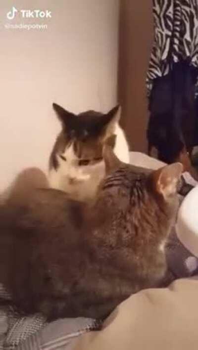 WCGW letting your cat bite your cat and not helping