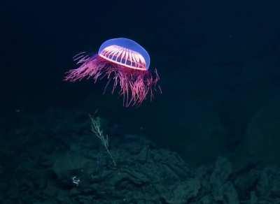 Deepsea jellyfish