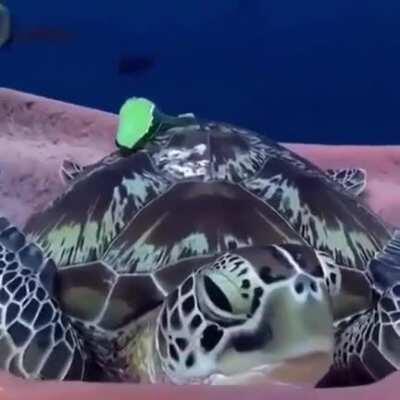 🔥 Tortoise getting ready for bed