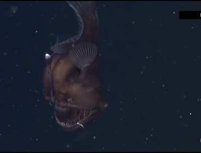 Black Seadevil - first ever video footage, depth: 580m (1,900ft) in Monterey Bay