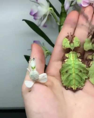 🔥 Handful of leaf insects 🔥