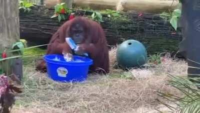 Sandra the orangutan caught cleaning her enclosure and washing her hands after observing the zookeepers doing the same thing.