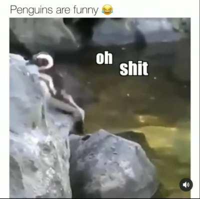 penguins are funny 😂