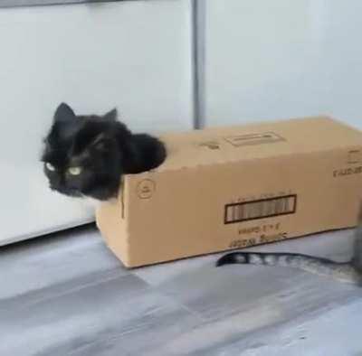 Box Cat