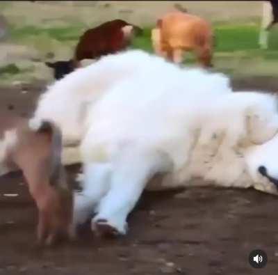 Baby goats terrorize sleeping dog