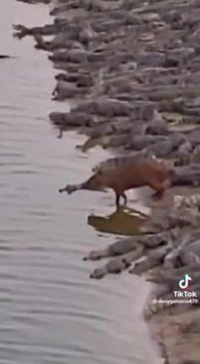 Capybara just chilling in alligator infested beach