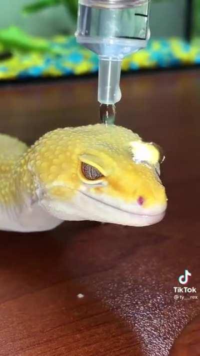 Hydrophobic gecko skin