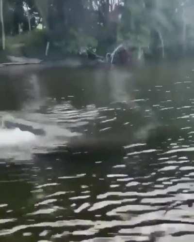 🔥 Crocodile Swimming Speed 🐊