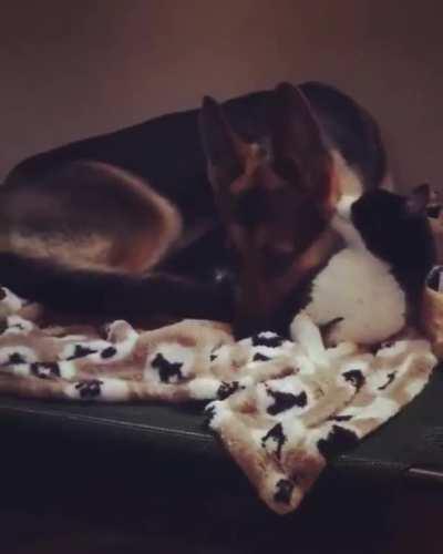 &quot;This bed has a fur pillow, I'll lay here.&quot;