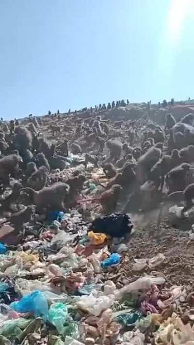 Baboons searching for food in a garbage dump; this is an extreme example of how two species coexist and influence each other's habits.