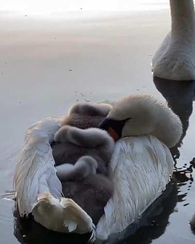 🔥 Swan napping with her cygnets🔥