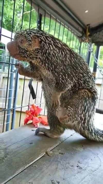 How a porcupine scratches an itch without stinging in his own quills.