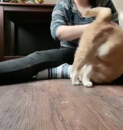 Cat Flips Over Whenever Owner Pets His Back