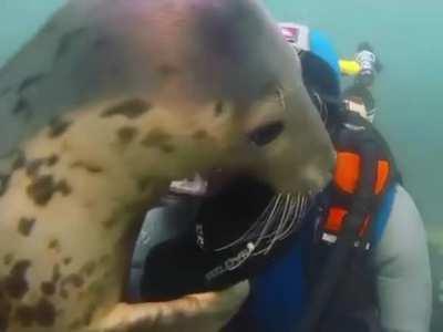 Seals are real sea puppies for divers!