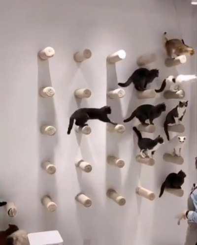 Wall of cats.