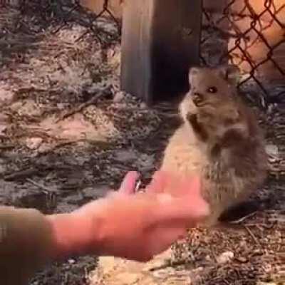 Quokkas reacting to juggling