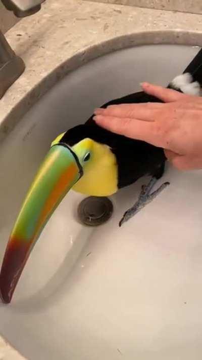 Touki the toucan 'purrs' for pets