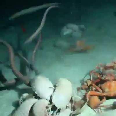 🔥A dead fish doesn't last long on the ocean floor