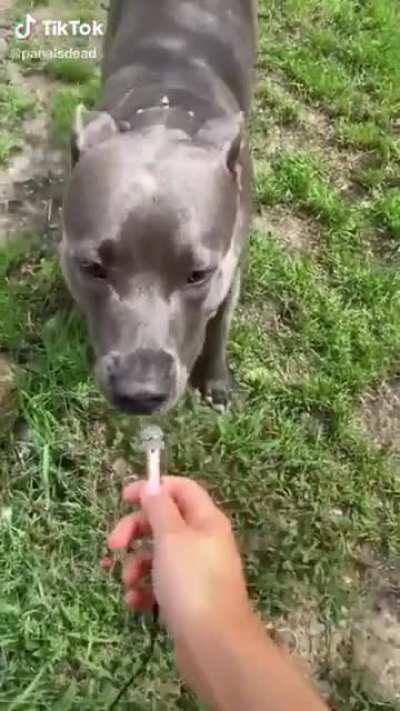 Dog sniffs at mic