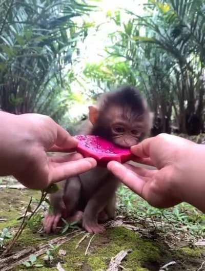 a cute monke eating a dragon fruit :3