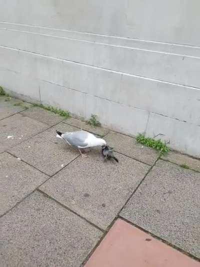 Absolutely savage scenes on the walk into work this morning. Poor bastard wasn't even dead yet.