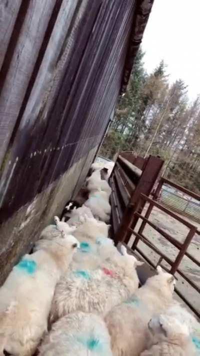 declogging the flock is an underrated skill.