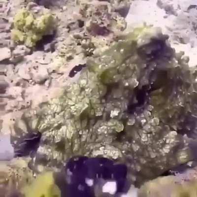 🔥 Octopus camouflage