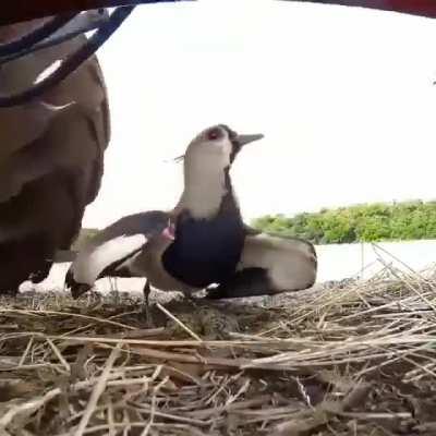 Southern lapwing mama does not even flinch