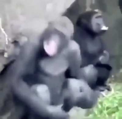 What exactly is happening to the chimps in this gif?