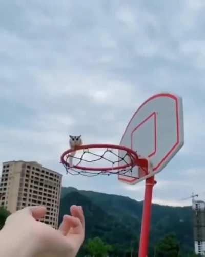 Catch me hooman!