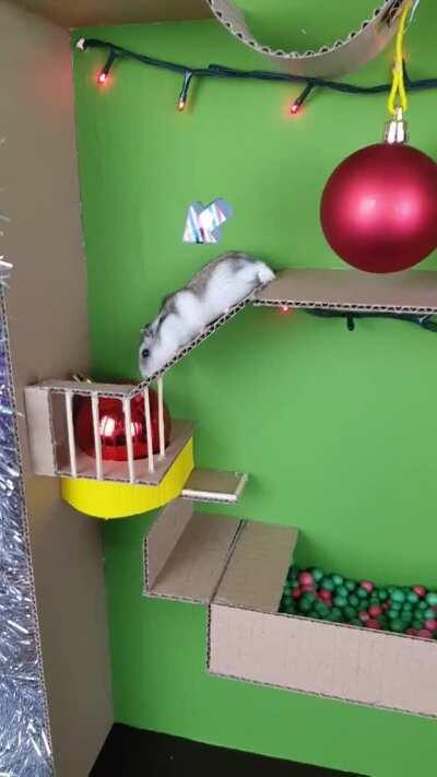 Hammy gets his very own little Christmas maze