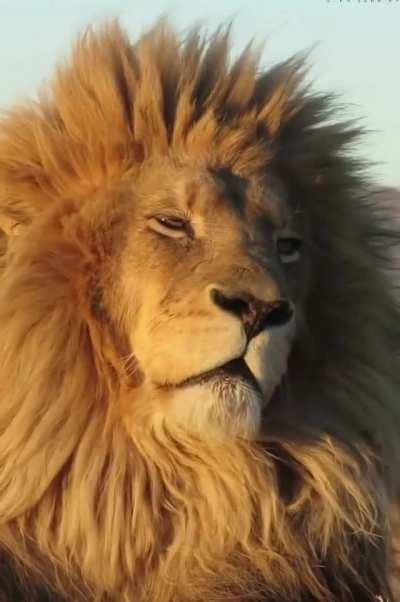 🔥 Smokey the lion after a long day of being the King 🦁