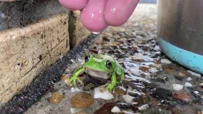 This frog I gave some water to after he was very dehydrated