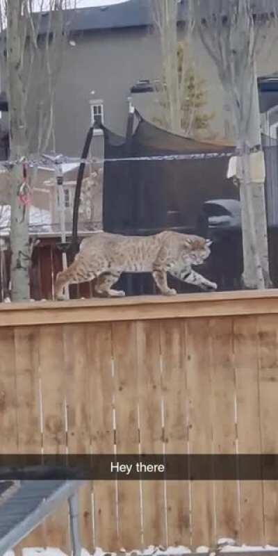 Mediocre video but I just saw a Lynx in my backyard! Rocky Ridge 2:00 PM Nov 8th