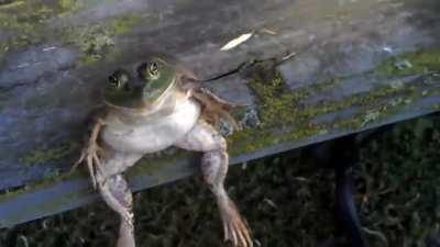 This frog just minding his own business while a human bothers him