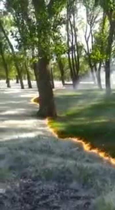 Something I've learned today, there are Cottonwood trees that drop seeds with lint. As you'd imagine, this can be a major fire hazard in the wrong time of year. So here they're doing a controlled burn while the park grass is still moist and the lint is st