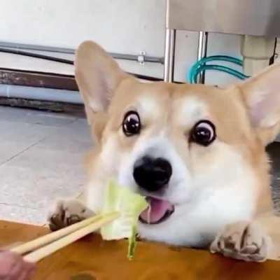 Corgi chomp!