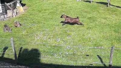 Chicken & Goat Battle Hawk To Rescue Their Chicken Friend